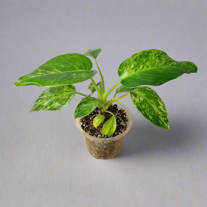 Philodendron Giganteum Blizzard Variegated - Exact Plant A