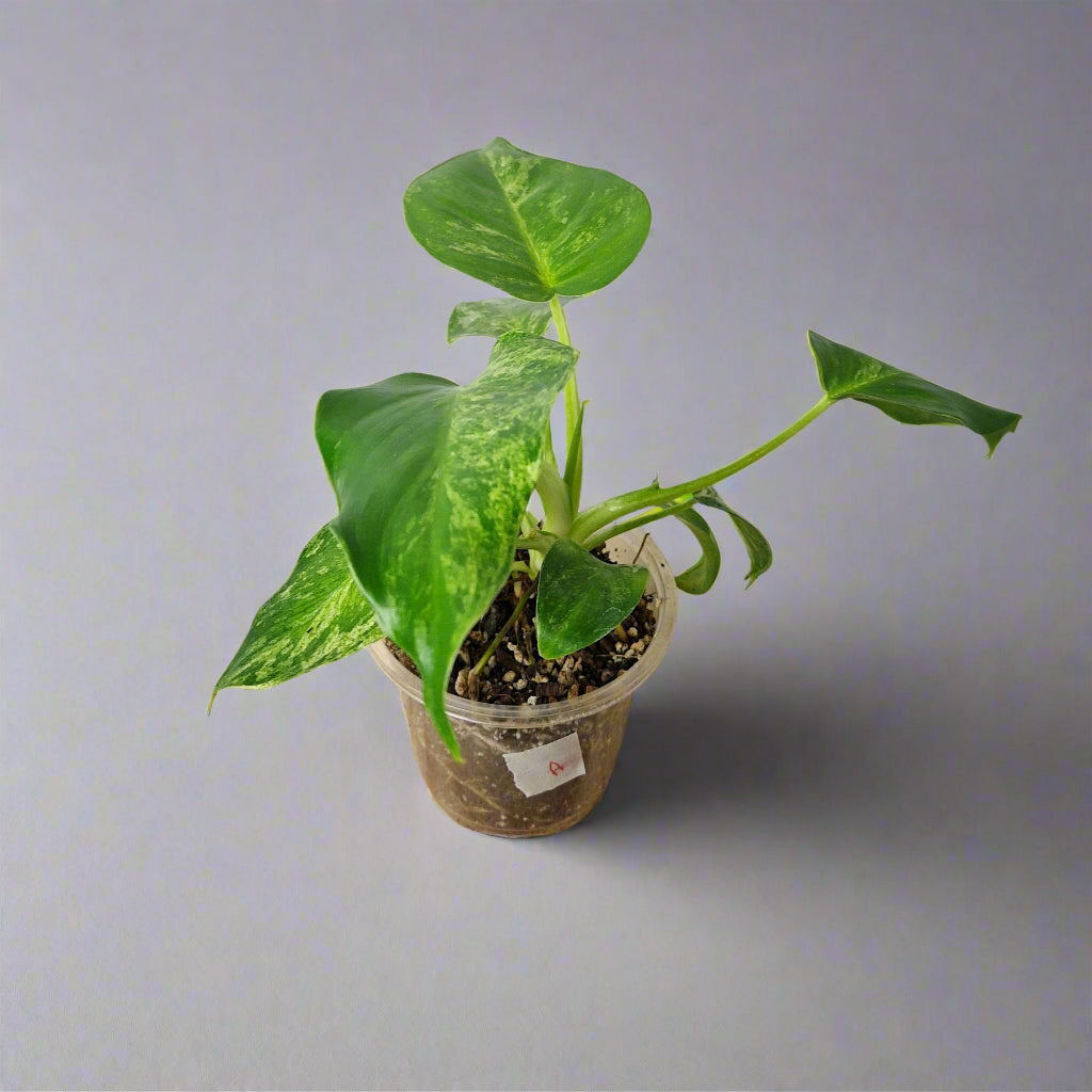 Philodendron Giganteum Blizzard Variegated - Exact Plant A