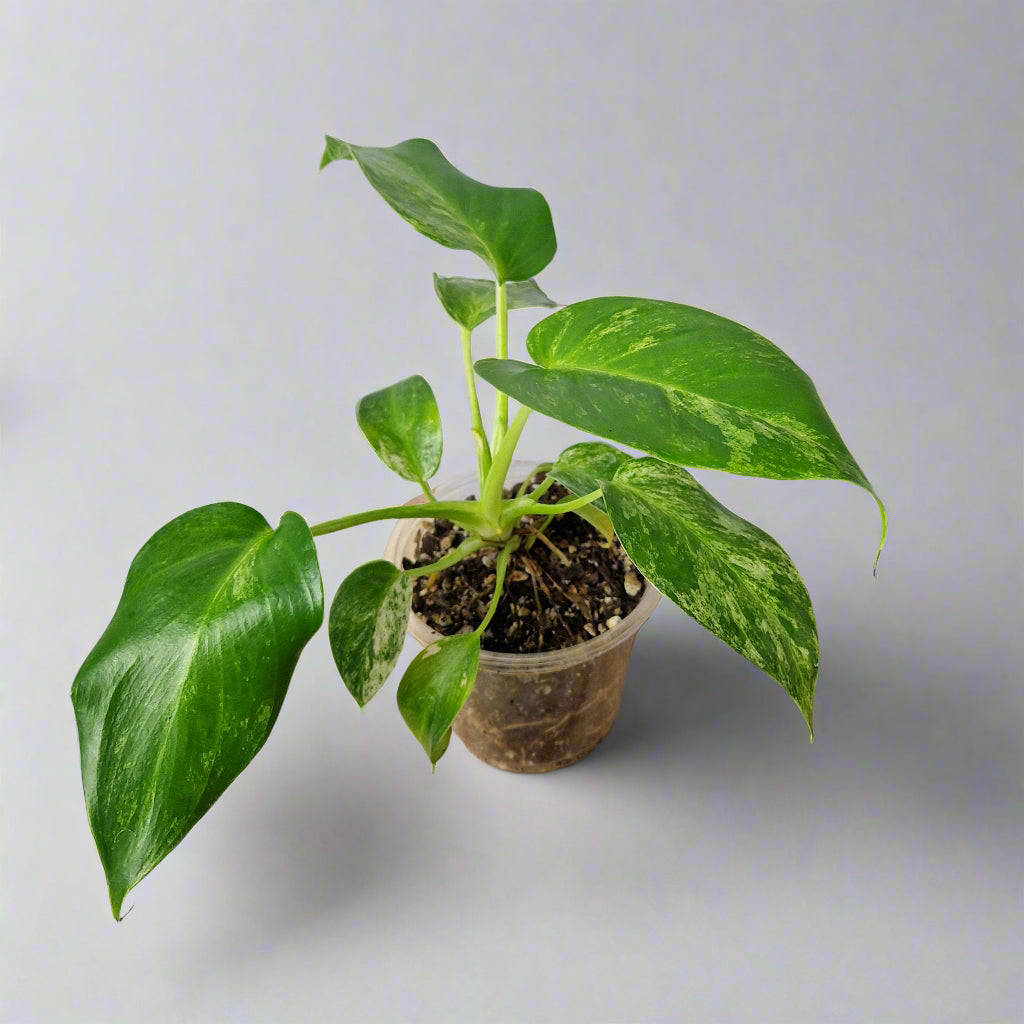 Philodendron Giganteum Blizzard Variegated - Exact Plant A