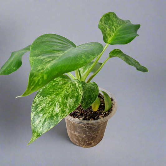 Philodendron Giganteum Blizzard Variegated - Exact Plant A
