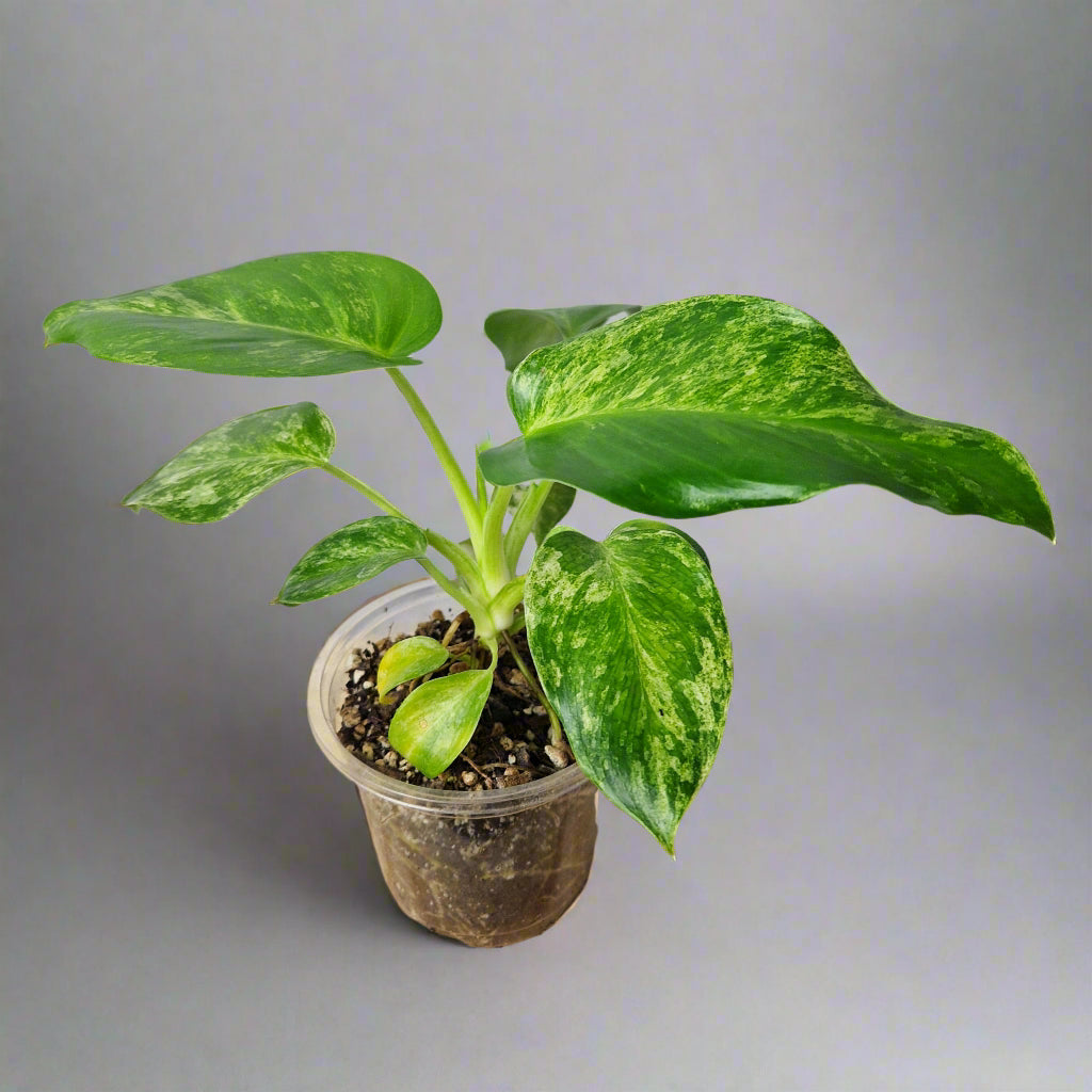 Philodendron Giganteum Blizzard Variegated - Exact Plant A