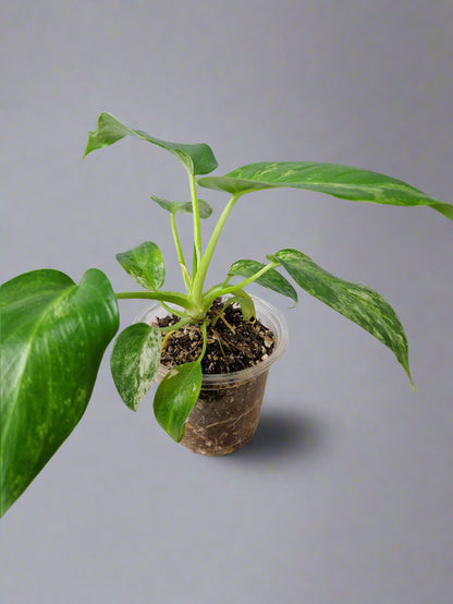 Philodendron Giganteum Blizzard Variegated - Exact Plant A