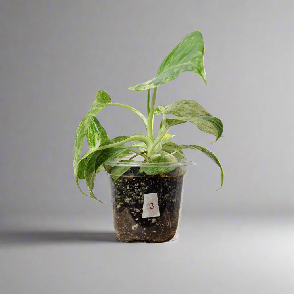 Philodendron Giganteum Blizzard Variegated - Exact Plant B