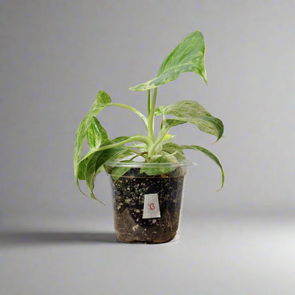 Philodendron Giganteum Blizzard Variegated - Exact Plant B