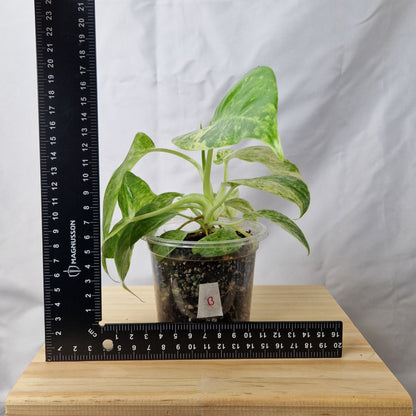Philodendron Giganteum Blizzard Variegated - Exact Plant B