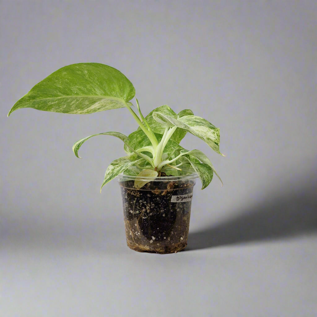 Philodendron Giganteum Blizzard Variegated - Exact Plant B