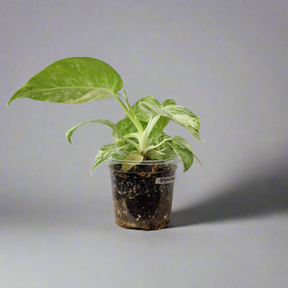 Philodendron Giganteum Blizzard Variegated - Exact Plant B