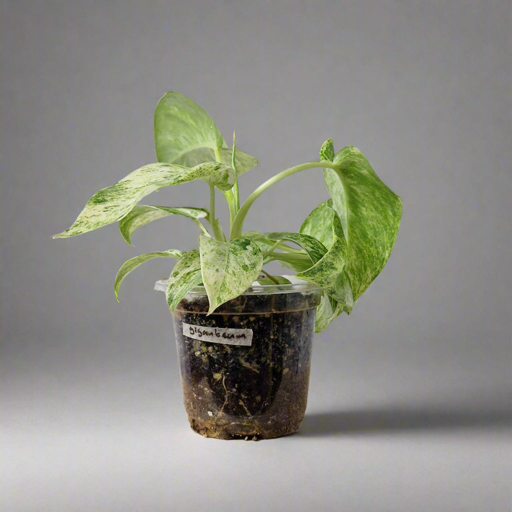 Philodendron Giganteum Blizzard Variegated - Exact Plant B