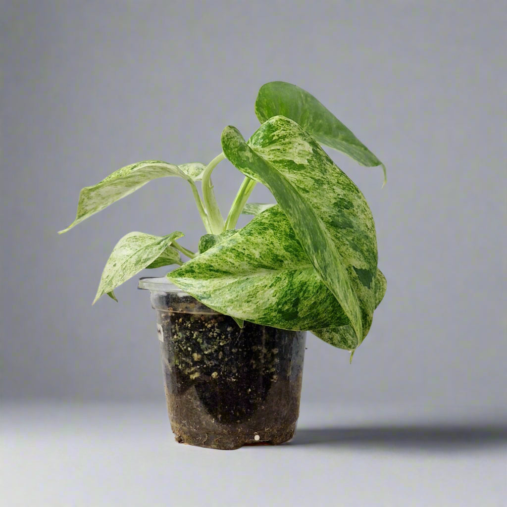 Philodendron Giganteum Blizzard Variegated - Exact Plant B