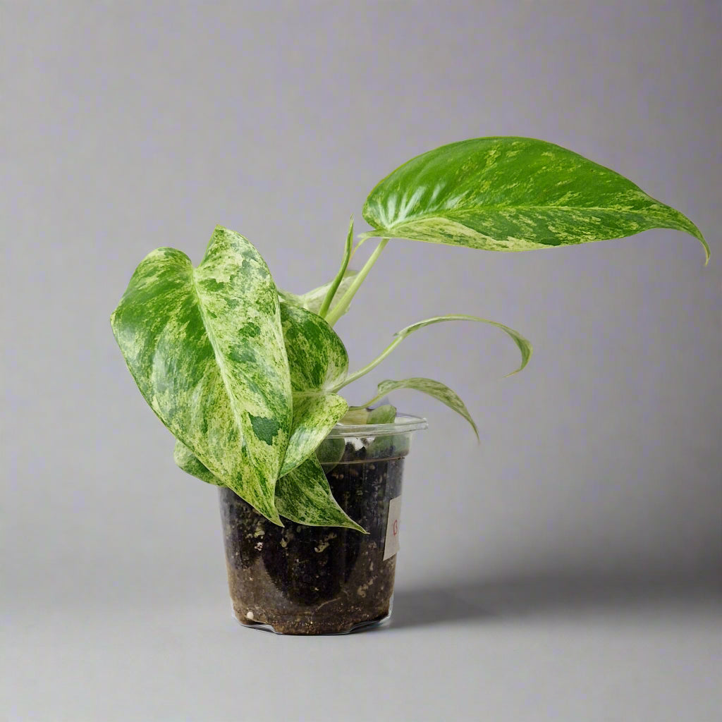 Philodendron Giganteum Blizzard Variegated - Exact Plant B