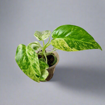 Philodendron Giganteum Blizzard Variegated - Exact Plant B