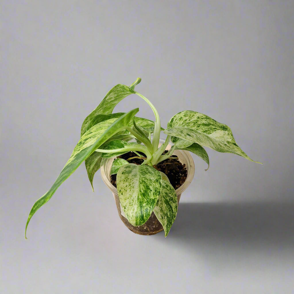 Philodendron Giganteum Blizzard Variegated - Exact Plant B