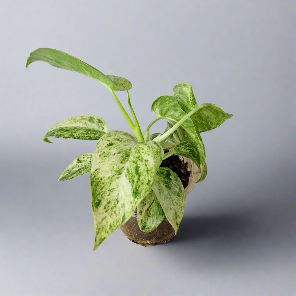 Philodendron Giganteum Blizzard Variegated - Exact Plant B