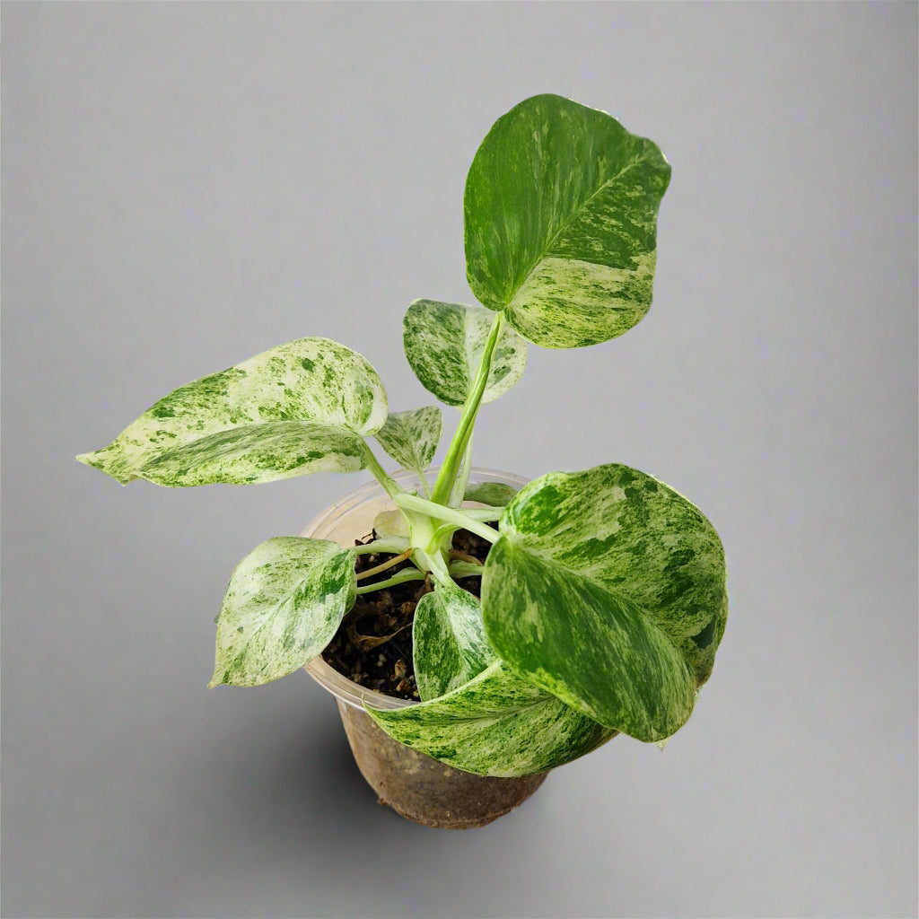 Philodendron Giganteum Blizzard Variegated - Exact Plant B
