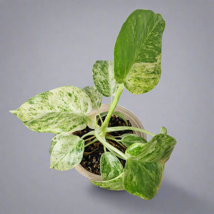 Philodendron Giganteum Blizzard Variegated - Exact Plant B