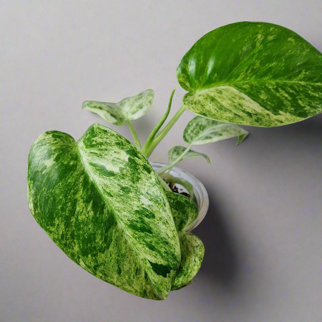Philodendron Giganteum Blizzard Variegated - Exact Plant B
