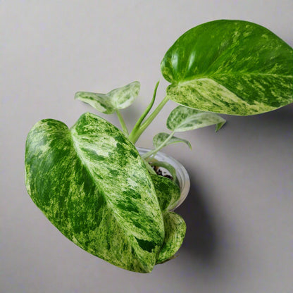 Philodendron Giganteum Blizzard Variegated - Exact Plant B