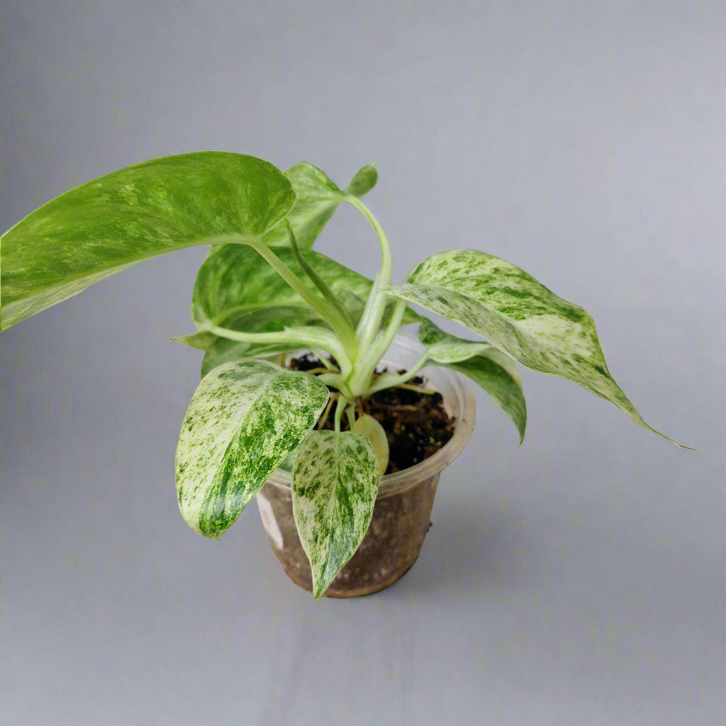 Philodendron Giganteum Blizzard Variegated - Exact Plant B