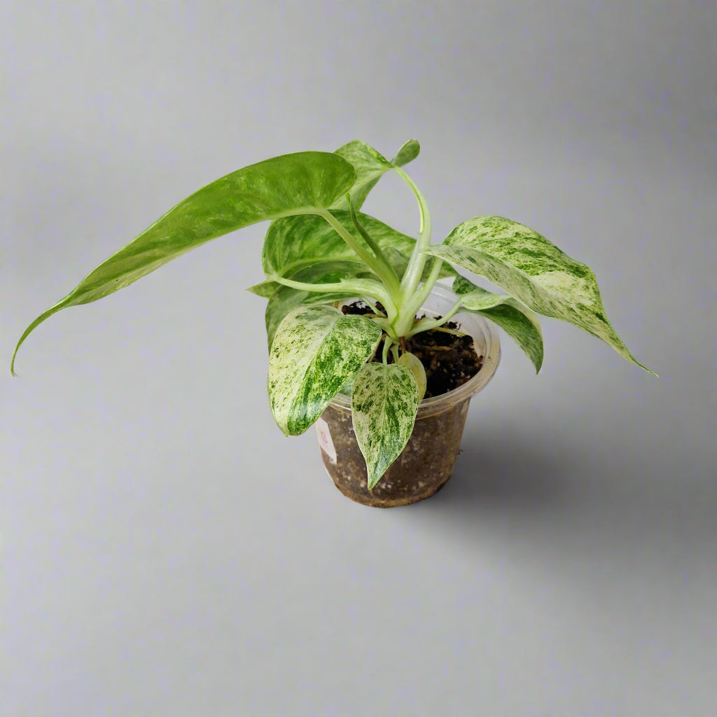 Philodendron Giganteum Blizzard Variegated - Exact Plant B