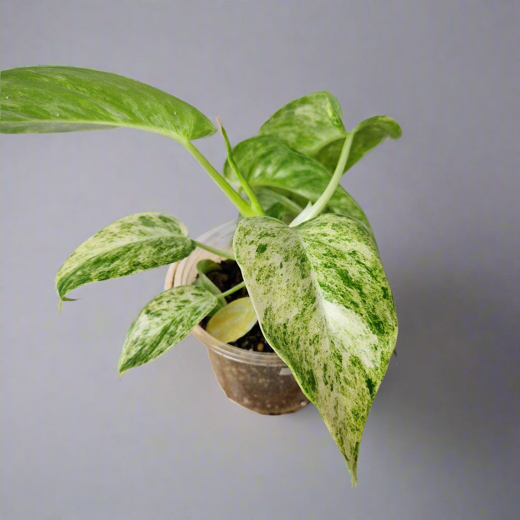 Philodendron Giganteum Blizzard Variegated - Exact Plant B
