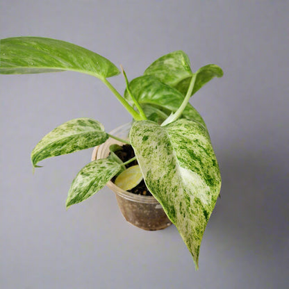 Philodendron Giganteum Blizzard Variegated - Exact Plant B
