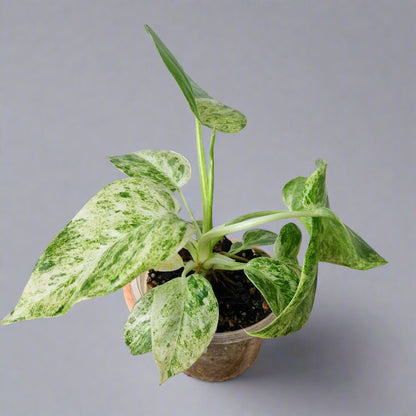 Philodendron Giganteum Blizzard Variegated - Exact Plant B