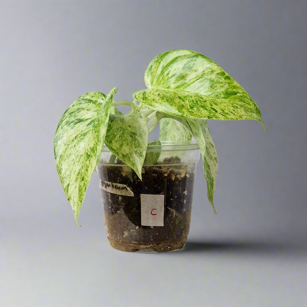Philodendron Giganteum Blizzard Variegated - Exact Plant C