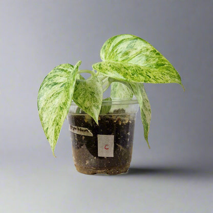 Philodendron Giganteum Blizzard Variegated - Exact Plant C