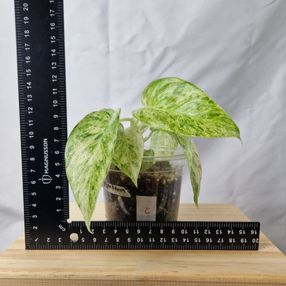 Philodendron Giganteum Blizzard Variegated - Exact Plant C