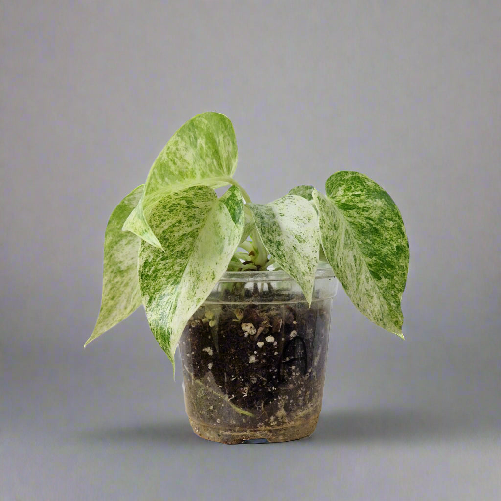 Philodendron Giganteum Blizzard Variegated - Exact Plant C
