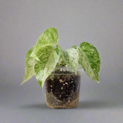 Philodendron Giganteum Blizzard Variegated - Exact Plant C