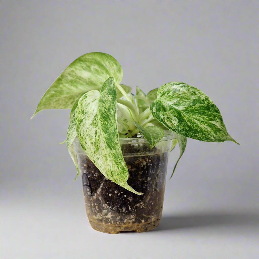 Philodendron Giganteum Blizzard Variegated - Exact Plant C