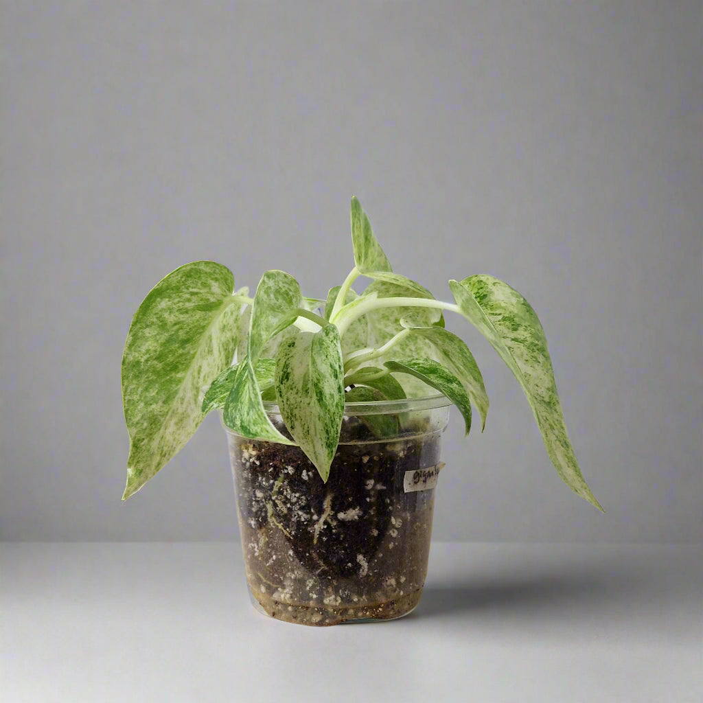 Philodendron Giganteum Blizzard Variegated - Exact Plant C