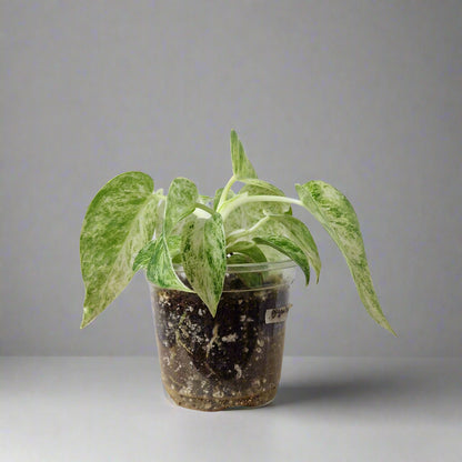 Philodendron Giganteum Blizzard Variegated - Exact Plant C