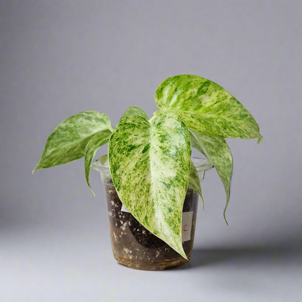 Philodendron Giganteum Blizzard Variegated - Exact Plant C