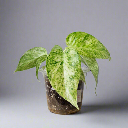 Philodendron Giganteum Blizzard Variegated - Exact Plant C
