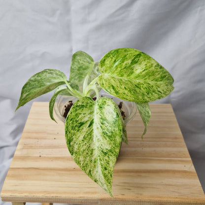 Philodendron Giganteum Blizzard Variegated - Exact Plant C