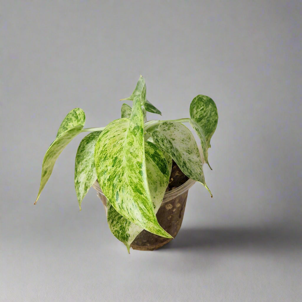 Philodendron Giganteum Blizzard Variegated - Exact Plant C