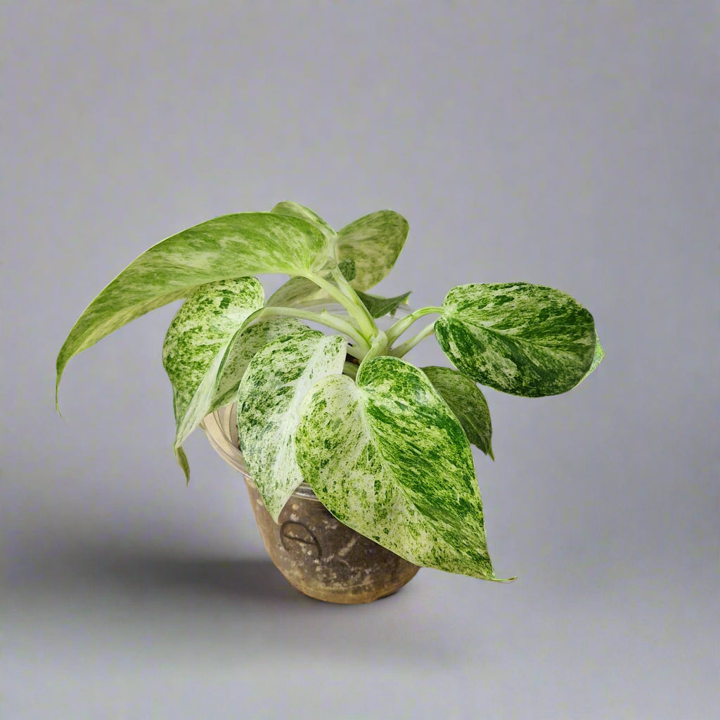 Philodendron Giganteum Blizzard Variegated - Exact Plant C