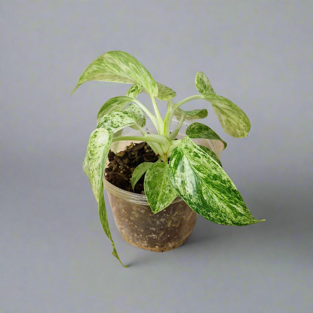 Philodendron Giganteum Blizzard Variegated - Exact Plant C