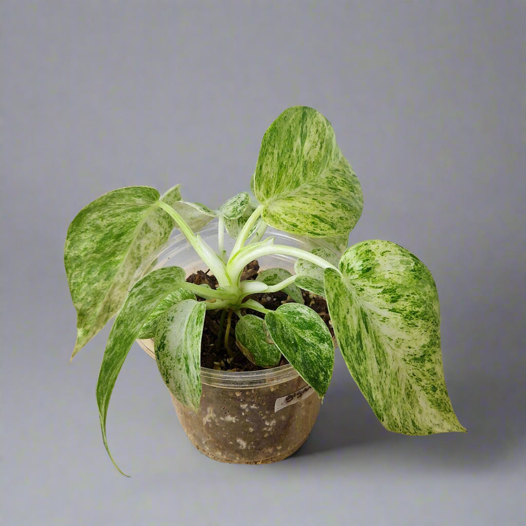 Philodendron Giganteum Blizzard Variegated - Exact Plant C