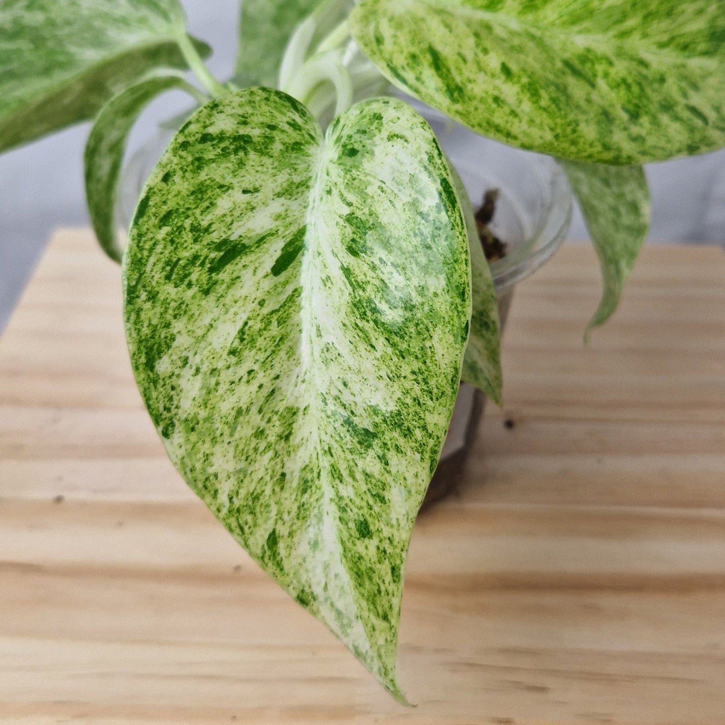 Philodendron Giganteum Blizzard Variegated - Exact Plant C