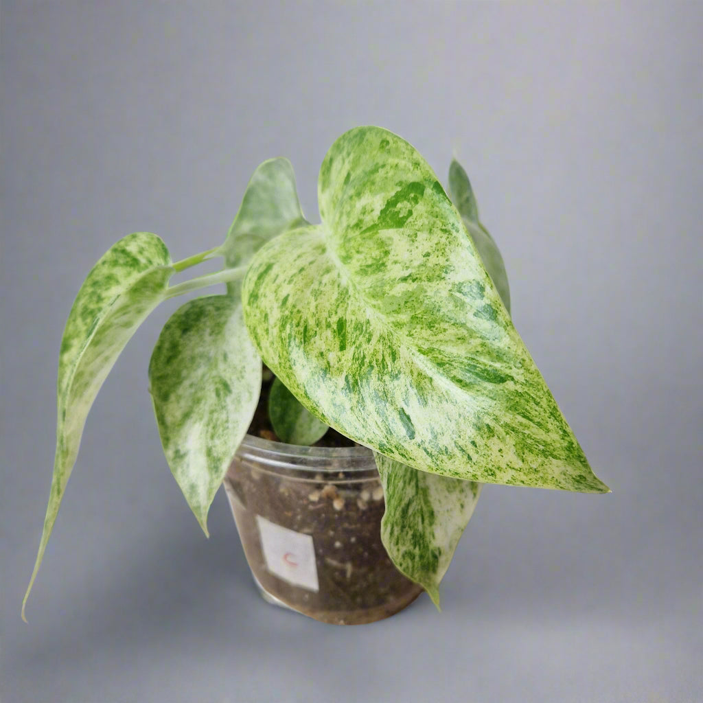 Philodendron Giganteum Blizzard Variegated - Exact Plant C