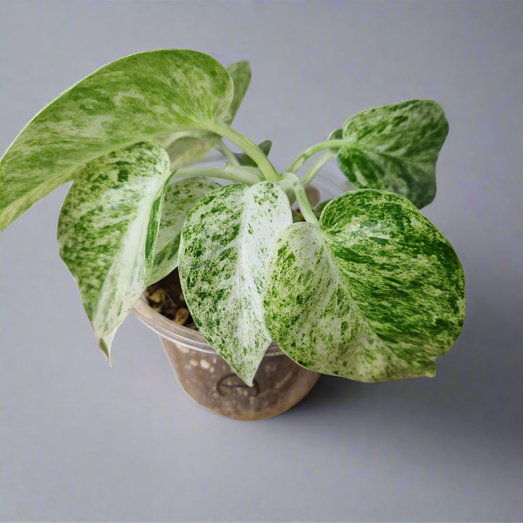 Philodendron Giganteum Blizzard Variegated - Exact Plant C