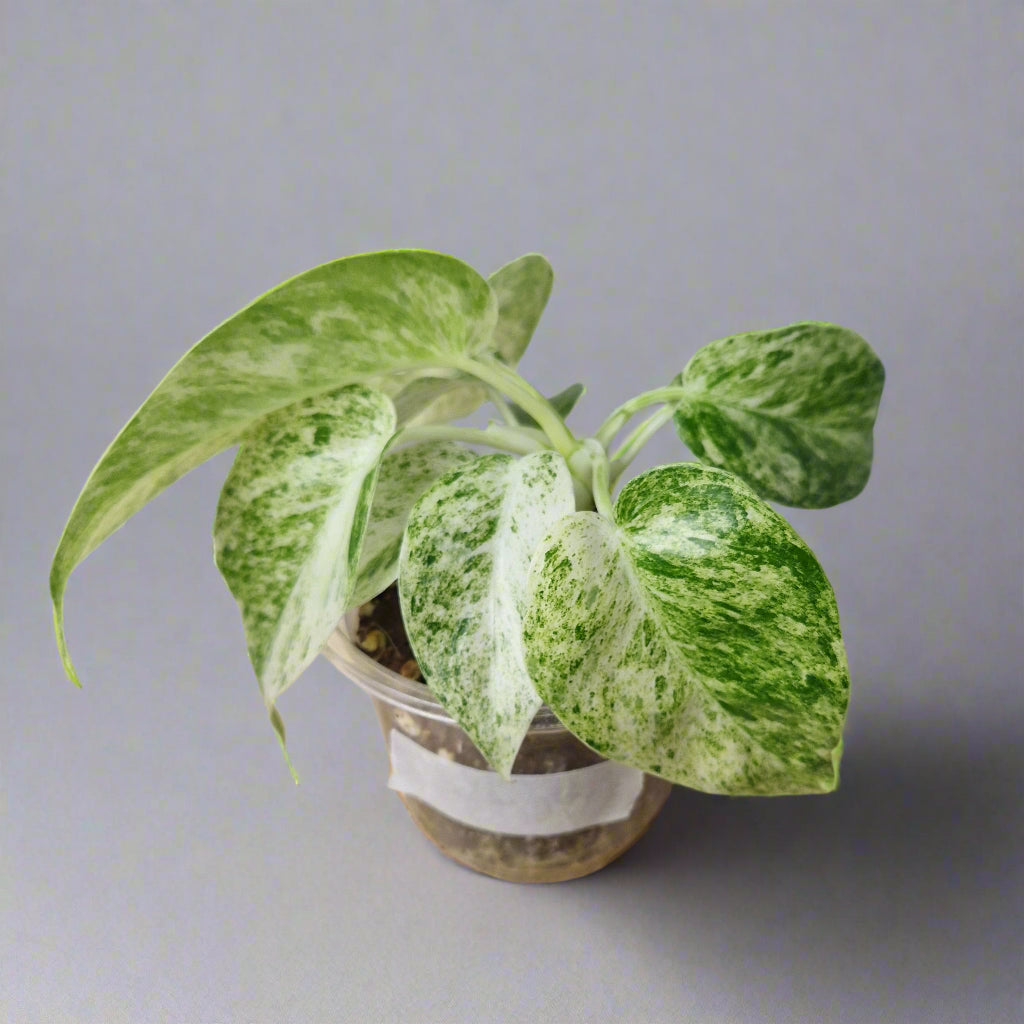Philodendron Giganteum Blizzard Variegated - Exact Plant C