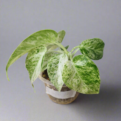 Philodendron Giganteum Blizzard Variegated - Exact Plant C