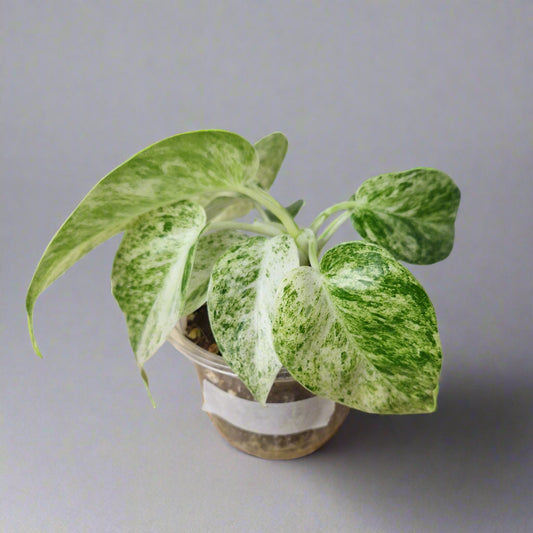 Philodendron Giganteum Blizzard Variegated - Exact Plant C