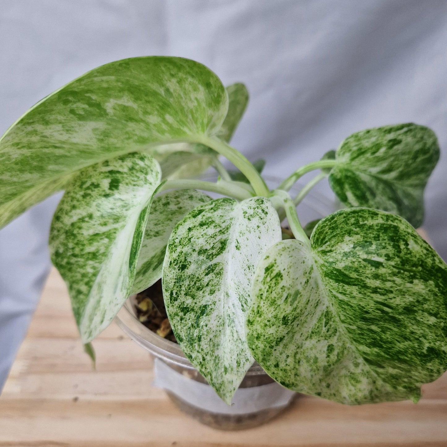 Philodendron Giganteum Blizzard Variegated - Exact Plant C