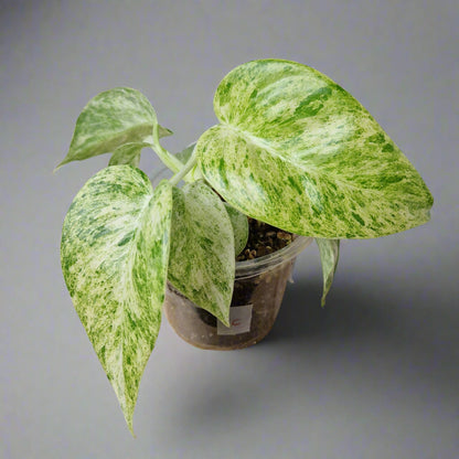 Philodendron Giganteum Blizzard Variegated - Exact Plant C