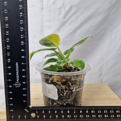 Philodendron Green Congo Hybrid Variegated - Plant A